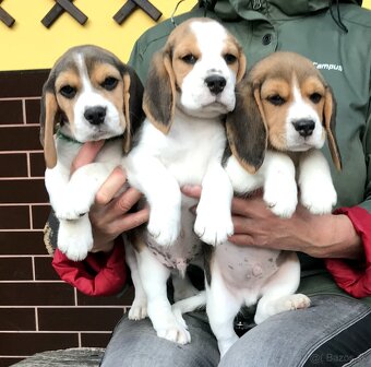 Bígel Beagle Bigl s PP FCI - 5