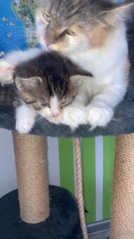 Sibírska mačka - mačiatka 🐈⬛ - 5