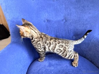 Bengal Cat mačiatka s PP - 5