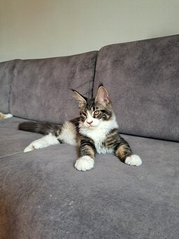 Mainska myvalia s PP - 5