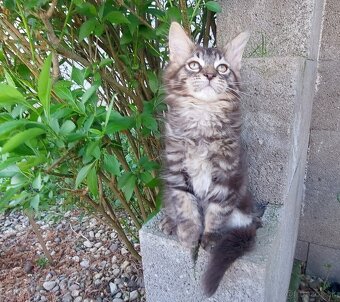 Mainska myvalia Mainne coon Mco - 5