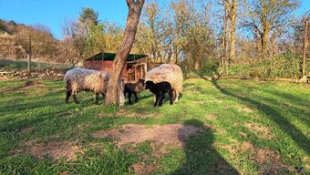 Predam ovecky Quesant - 5