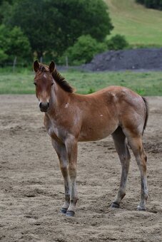 American Quarter horse kobylka - 5