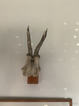 Poľovnícke predmety - 5