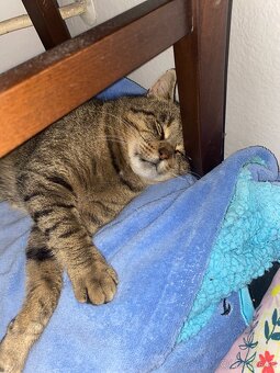 2-ročný kocúr darujem – pokojný a hravý - 5