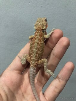 Agama bradata Hypo het Zero - 5