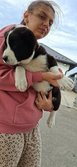 Predam steniatka stredoazisky ovčiak sao. Aziat - 5