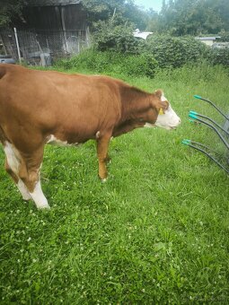 Predám jalovicku a byka SS su odrohovane. - 5