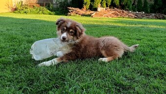 Miniaturní americký ovčák s PP FCI - 5