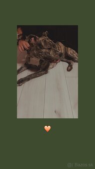 Staford  ,sučka - 5