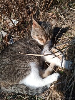 Darujem mladého kocurika . - 5