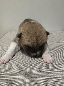 Akita Inu - 5