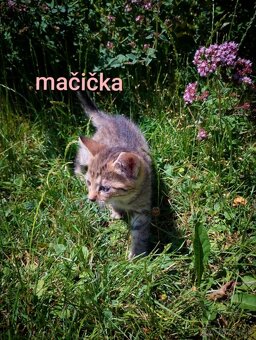 Darujem mačiatka - 5