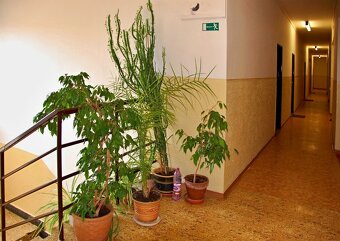 Kancelárske priestory v  budove na Sihoti ,Trenčín - 5