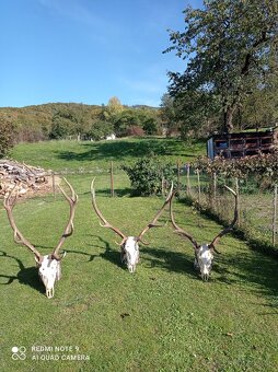 Predám poľovnícke trofeje – jelene a srnce - 5