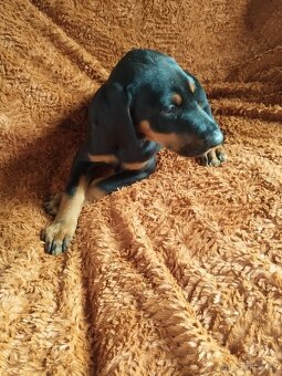 Doberman - 5