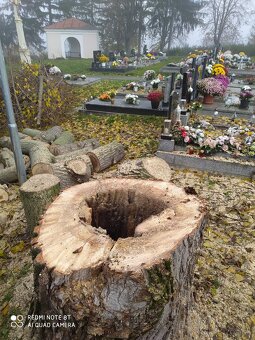 Výrub stromov - 5