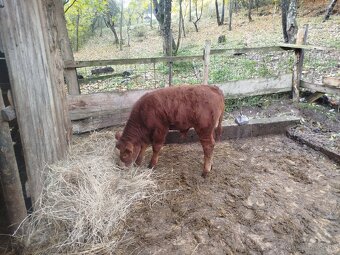 Predám kravu aj s telatom - 5