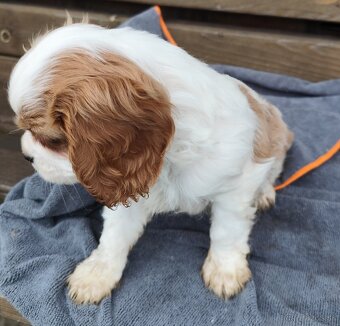 Cavalier king Charles spaniel - 5