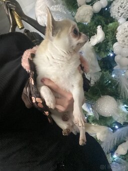 Čivava , mini čevava , civava , , mini čivavy , - 5