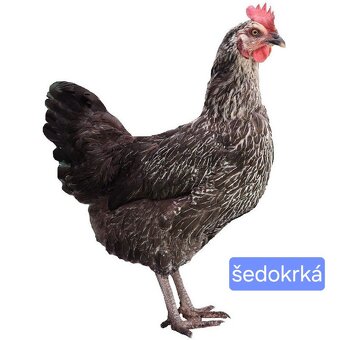 Mládky Dominant - 5