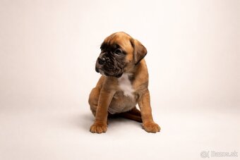 Nemecký boxer - predaj šteniatok - 5