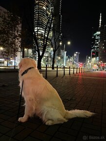 Zlatý Retriever na krytie s PP - 5