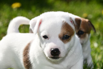 Jack Russell Terrier stenatka s PP - 5