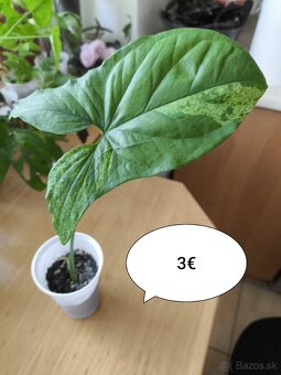 Izbové rastliny ll. - 5