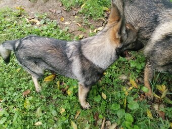 Cekoslovensky/nemecký vlčiak - 5