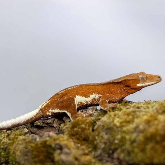 Pagekón riasnatý z chovu GeckoSVK - 5