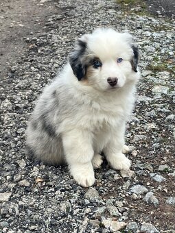 Miniatúrny americký ovčiak s PP - 5