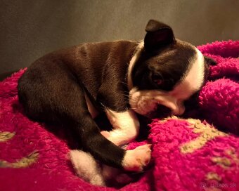 Boston,Bostonský teriér,Boston Terrier s PP - 5