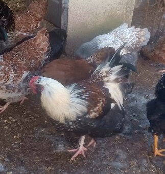 Mládky a kohút - 5