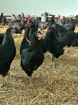 Mládky pred znáškou - 5