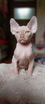 Kanadský sphynx mačiatka - 5