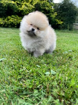 Pomeranian s PP (FCI) - 5