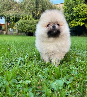 Pomeranian s PP (FCI) - 5