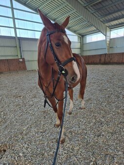 Šikovný mladý valach ČT - 5