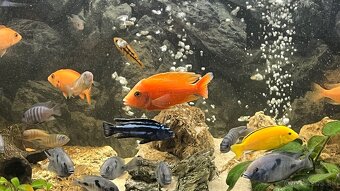 Africké Cichlidy - 5