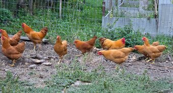 Oravka zdrobnelá - 5