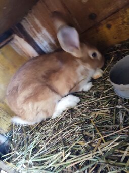 ,‼️ predám kohúty leghorn ‼️ - 5