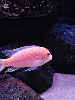 Malawi Africké cichlidy - 5