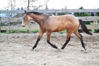 Quarter horse hřebeček - 5