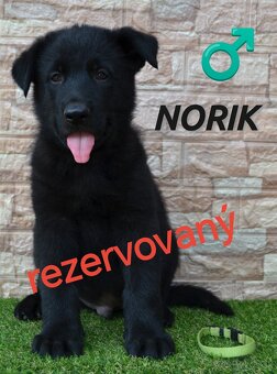 Predám šteniatka - Nemecký ovčiak - 5