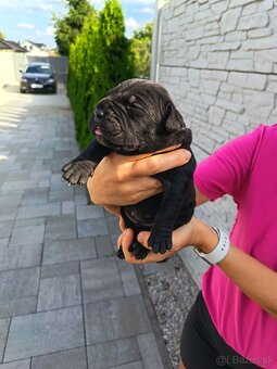 Cane Corso - 5