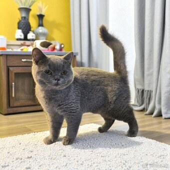 Britska macka s PP - 5