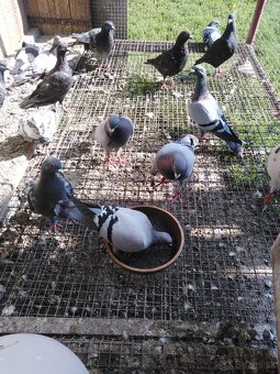 Holuby poštové - predaj - 5
