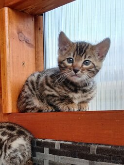 bengal bengalska macka bengalske maciatka - 5