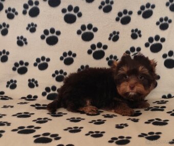 Yorkshire terrier - 5